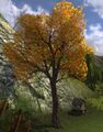 Autumn Elm Tree