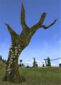 Ancient Beech Tree