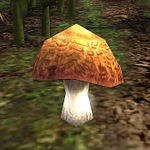 Mud-wren Mushroom