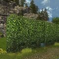 Tall Hedge Wall