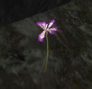 Merillif's Flower in the Vales