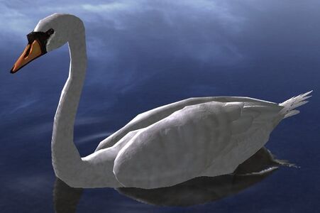 A white swan