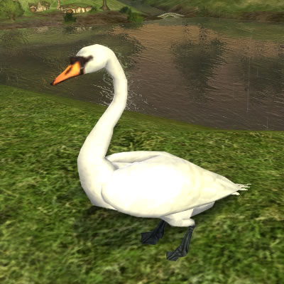 File:White Swan.jpg