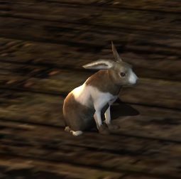 File:Pinto Rabbit.jpg