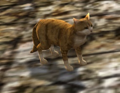 File:Ginger Cat 2.jpg