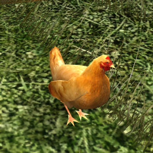 File:Red Chicken.jpg