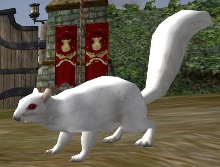 File:White Squirrel.jpg