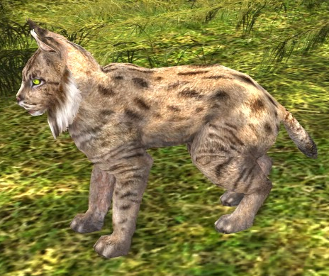 File:Lynx appearance.jpg
