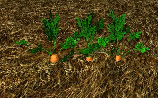 File:Homestead Row of Growing Carrots.jpg