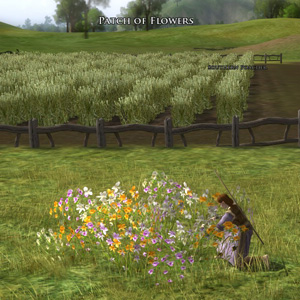 File:Patch of Flowers.jpg