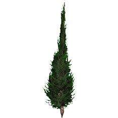 File:Small Cedar Tree-icon.png