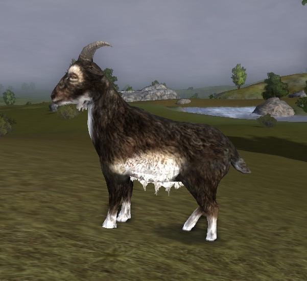 File:Strong Plains-goat.jpg