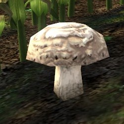 File:White Mushroom-front.jpg