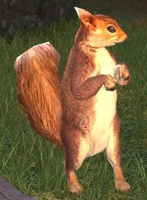 File:Red Squirrel (Cosmetic Pet).jpg
