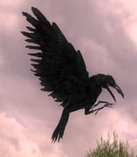 Raven appearance.jpg