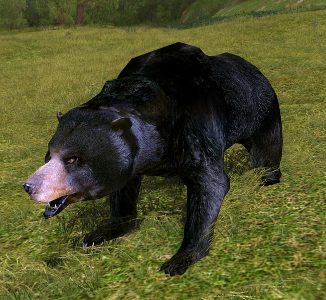 File:Black Bear appearance.jpg