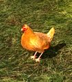 Red Lawn Chicken