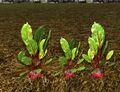 Homestead Row of Growing Beets.