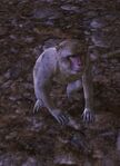 Wily Macaque