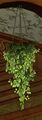 Hanging Pot of Verdant Ivy