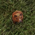 Sienna Hamster