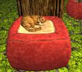 Ginger Cat on a Cushion