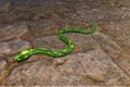 Vivid Green Snake