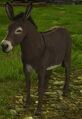 Wild Cinnamon Donkey