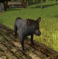 Black Marble Wolf-dog