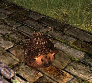 Russet Hedgehog