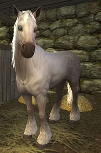 Image of Horse