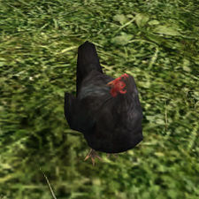 Black-foot Chicken