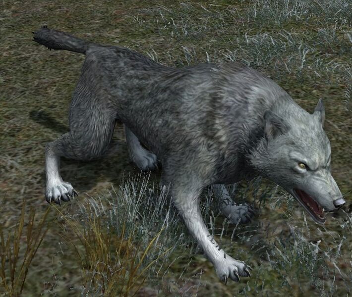 File:Lone Grey Wolf.jpg