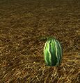 Homestead Harvested Watermelon