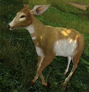 Shire White-tail Doe.jpg