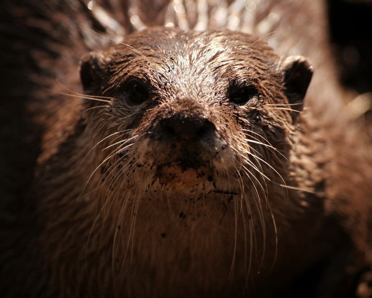 File:Eurasian otter.jpg