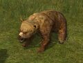 Friendly Bear Cub
