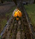 Lantern Gourd-lurker