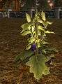 Homestead Growing Eggplant