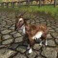 Light Brown Goat