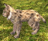 Lotro Lynx