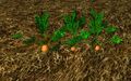 Homestead Row of Growing Carrots