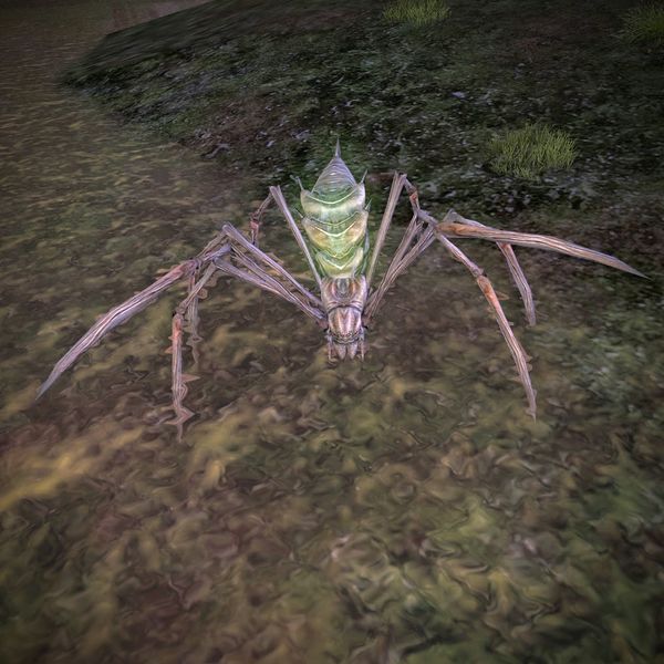 File:Marsh Spider.jpg