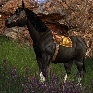 Image of Bill Noble Steed