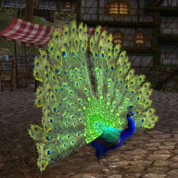 File:Blue Peacock.jpg