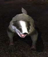 The Mad Badger, an infamous individual of the species who may be the namesake of an inn in Archet.