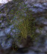 Buckthorn found in North Ithilien