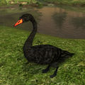 Black Swan in Update 14.0