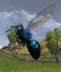 Big Blue Carpenter Bee