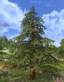 Spruce Tree